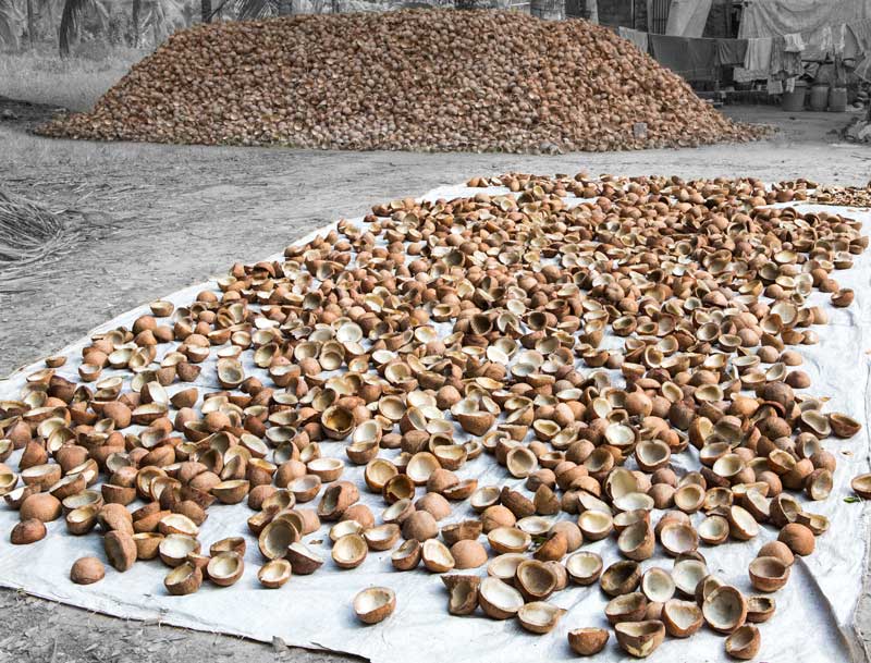 Agriculture and other livelihoods below the Sea Level in Kuttanad, Kerala - Coconut fruits being sun-dried to produce copra  in Kottayam district